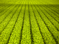 AgriGenomics World Congress