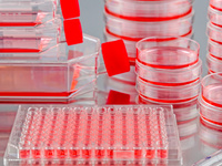 Stem Cells in Drug Discovery Tox & Organoids 2019